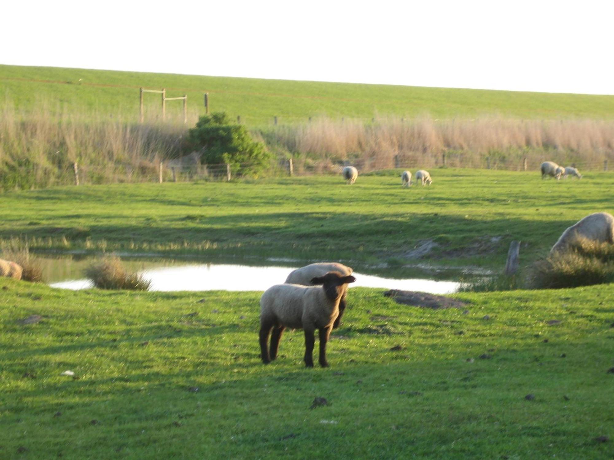 Haus Halligblick, Ferienwohnungen Am Wattenmeer, Whg Hamburger Hallig Dagebüll Kültér fotó